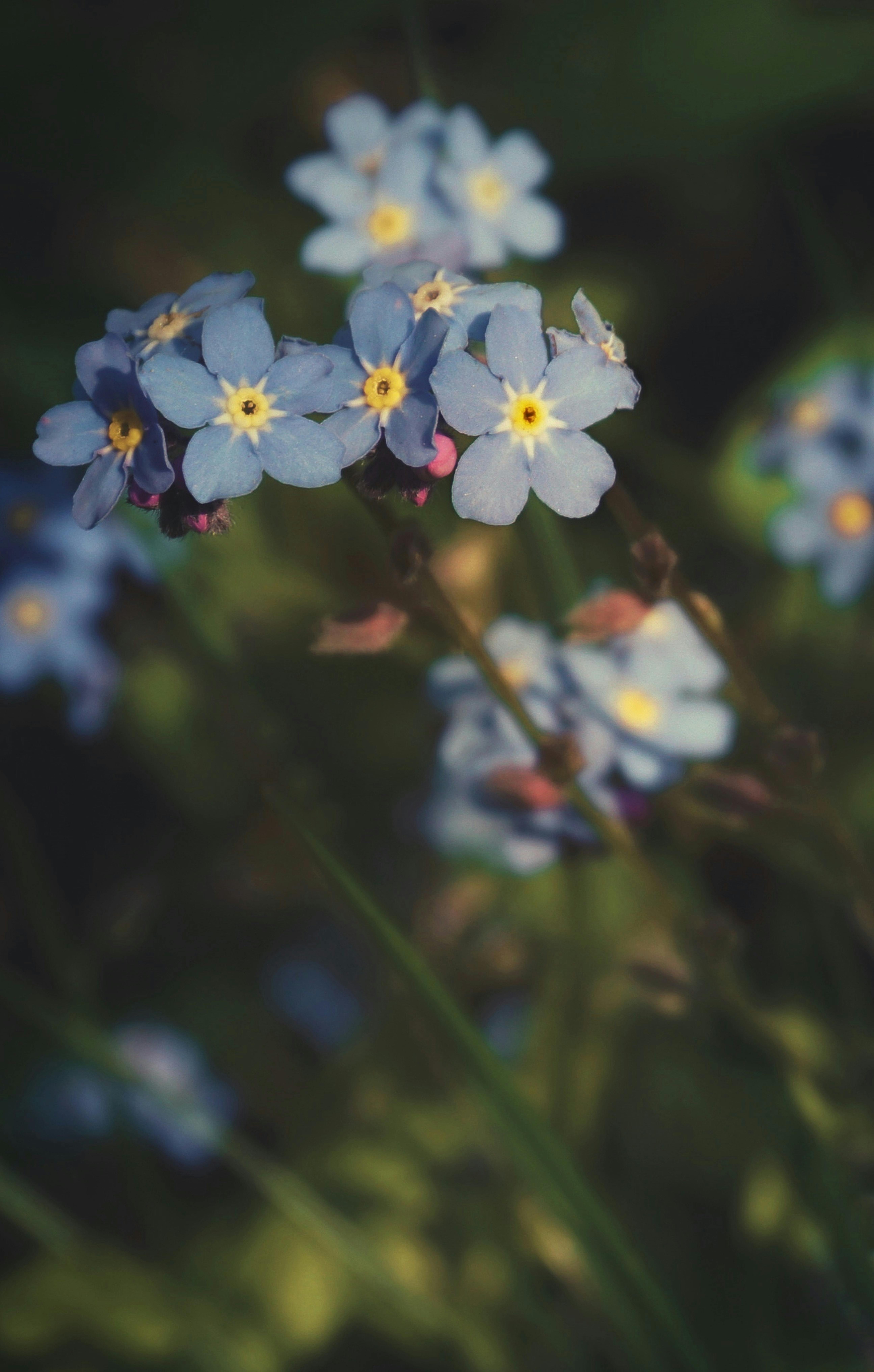 Download Forget Me Not Flowers In Sunrise Wallpaper  Wallpaperscom